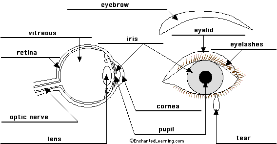 anatomy of the eye coloring pages