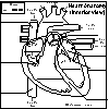 Heart Anatomy Glossary Printout Enchantedlearning Com