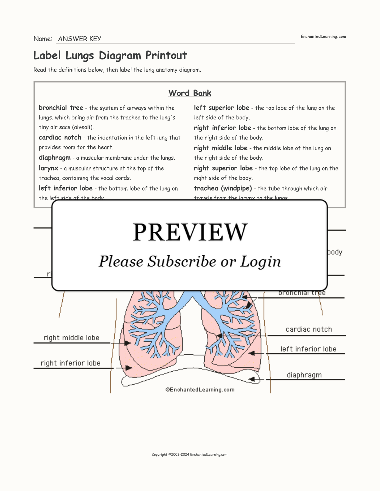 Label Lungs Diagram Printout interactive worksheet page 2