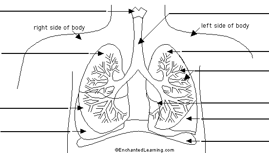 Lungs to label