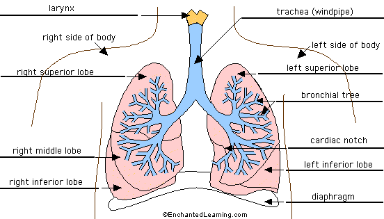 Search result: 'Answers: Label Lungs Anatomy Printout'