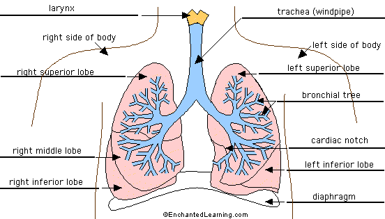 lungs and diaphragm diagram