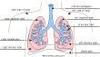 Search result: 'Label Lungs Diagram Printout'