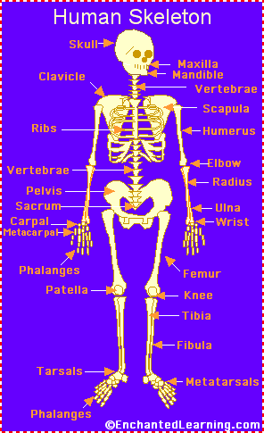 human skeleton