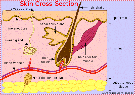 skin anatomy cross-section