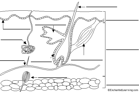 skin diagram to label