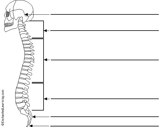 spine to label