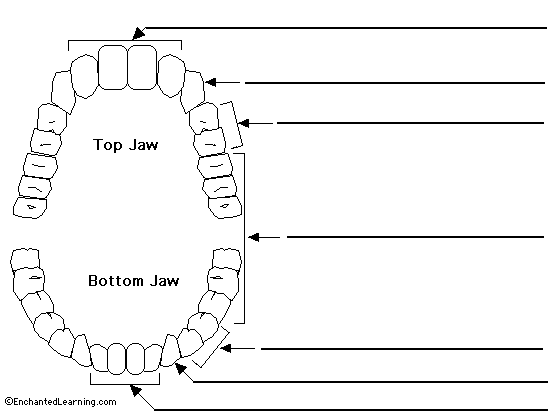 teeth to label