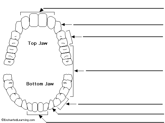 Printable Tooth Chart Numbers