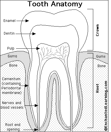 Tooth Anatomy Quiz Printout - EnchantedLearning.com