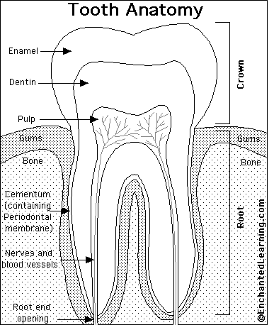 Search result: 'Tooth Anatomy Quiz Printout'