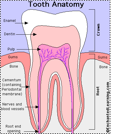 Tooth Anatomy Enchantedlearning Com