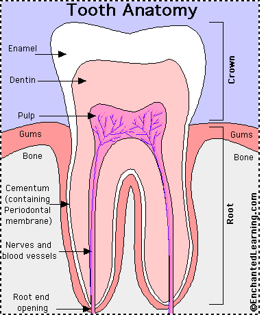 Tooth Anatomy - EnchantedLearning.com