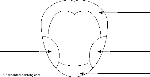 Search result: 'Label Tongue Taste Areas Printout'