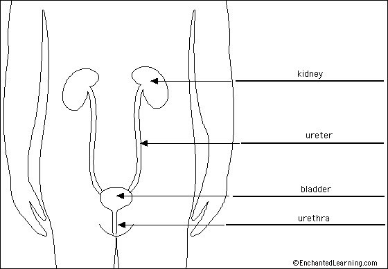 Urinary System - EnchantedLearning.com