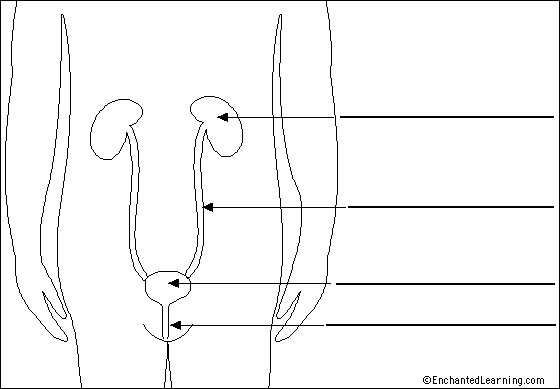 urinary tract to label