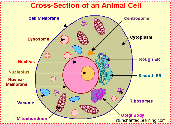 Animal Cell Diagram: Cross-Section
