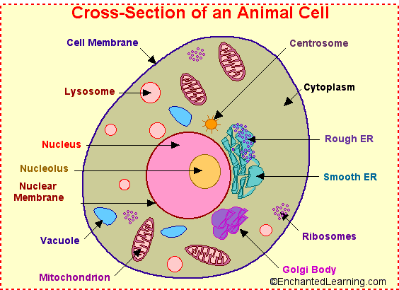 animal cell diagram and functions