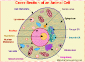 Search result: 'Jello Animal Cell Craft'