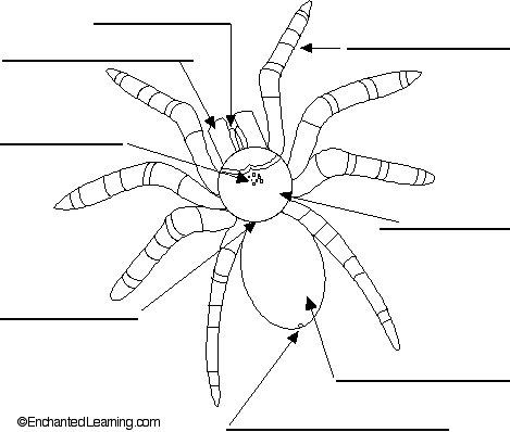 external spider anatomy to label