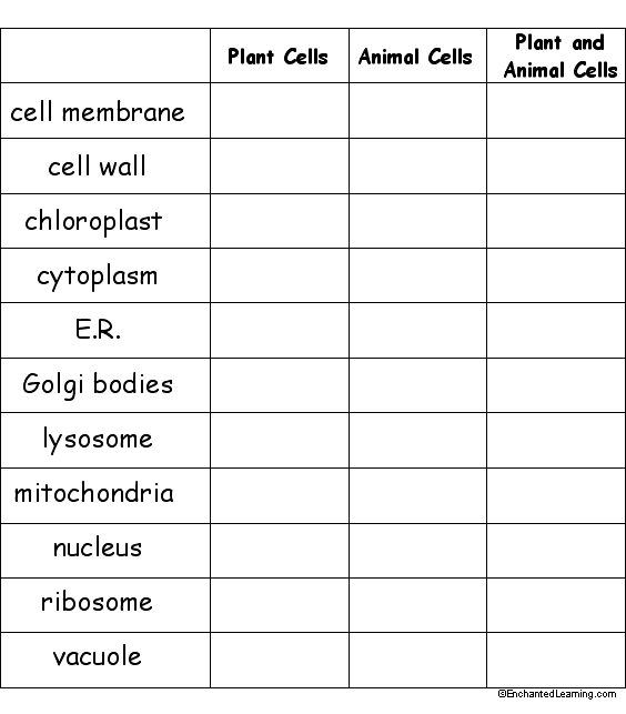 Plant and Animal Cells Graphic Organizer