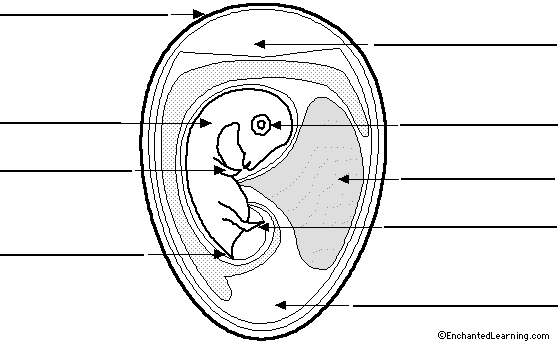 Label chicken embryo