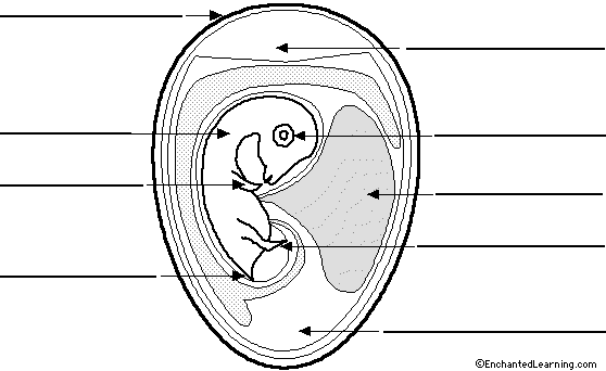 Search result: 'Label Chicken Egg (10 days old) Printout (Simple version)'