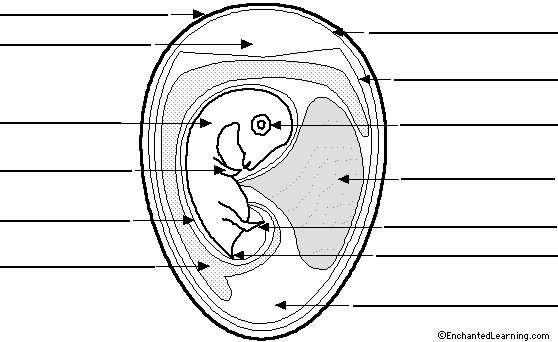 Label chicken embryo