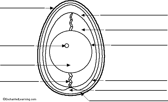 Label chicken egg