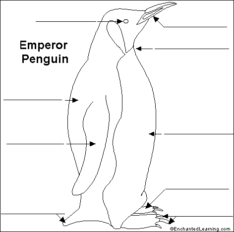 Search result: 'Label the Emperor Penguin Printout'