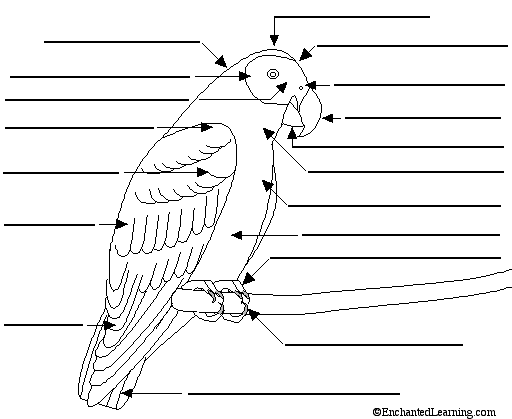 Search result: 'Label the External Bird Anatomy Diagram Printout'