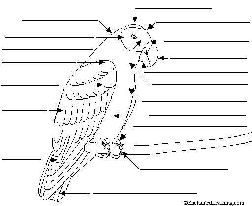 avian anatomy diagram