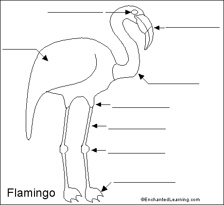 Search result: 'Label the Flamingo Printout'