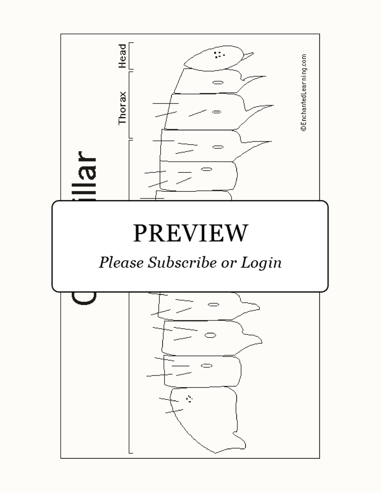 Caterpillar Anatomy Printout interactive printout page 1