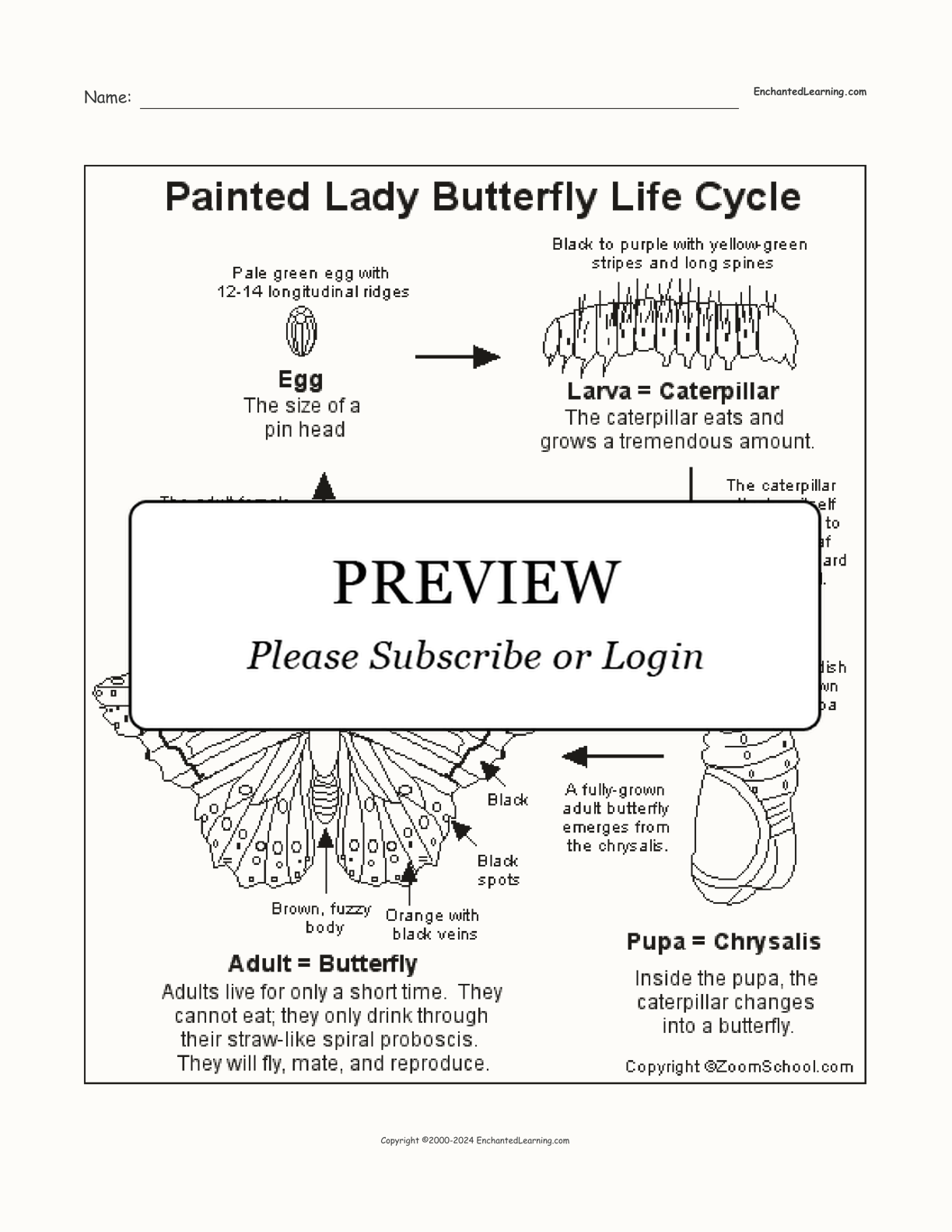 Painted Lady Butterfly Lifecycle interactive printout page 1