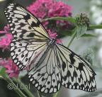 Search result: 'Butterfly Glossary: T'