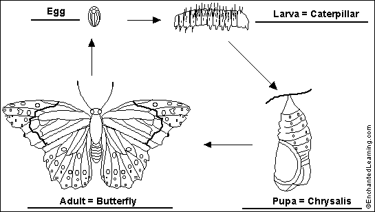 Search result: 'Label Butterfly Life Cycle Printout Answers'