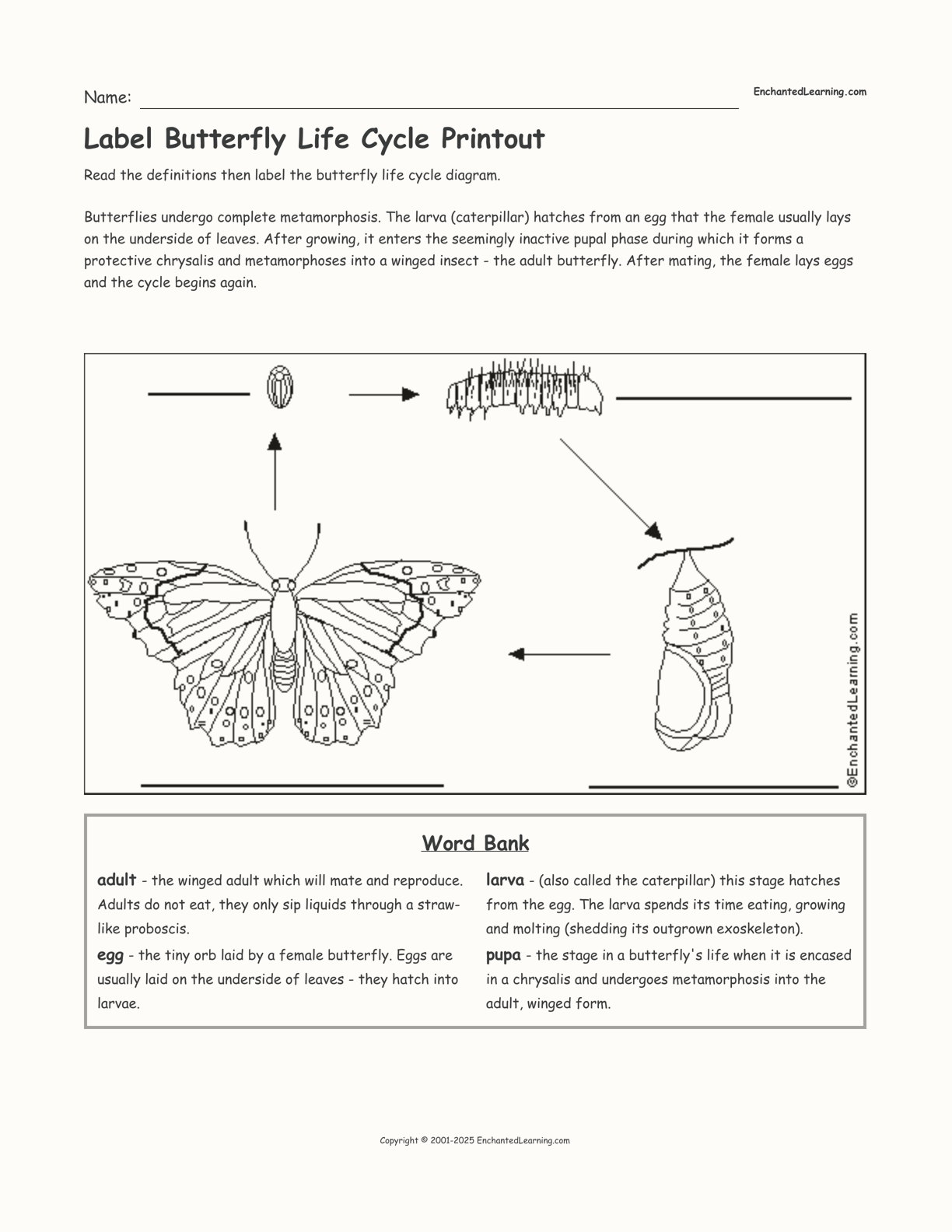 Butterfly Life Cycle Worksheet 2