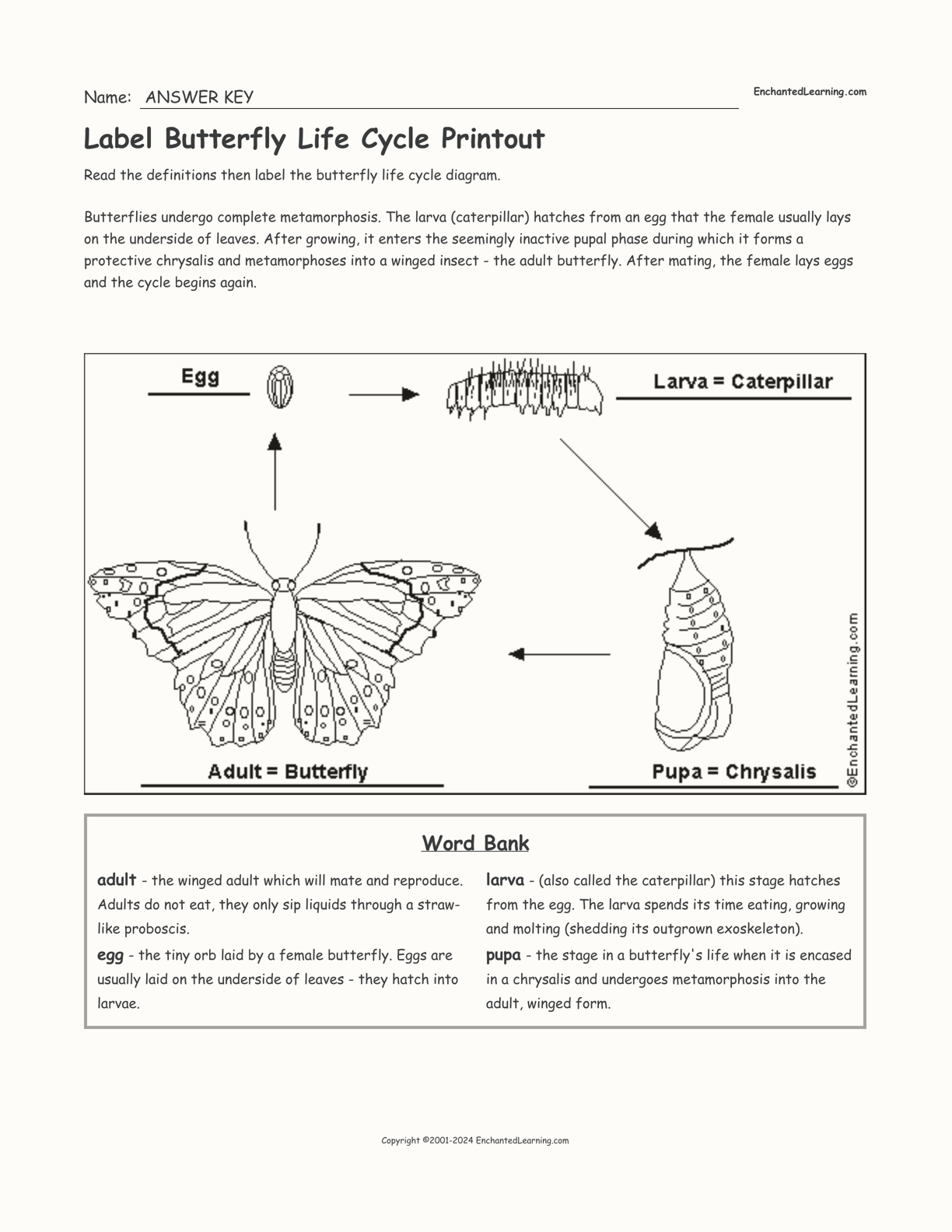 Label Butterfly Life Cycle Printout interactive worksheet page 2