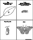 Search result: 'Butterfly and Moth Printouts'