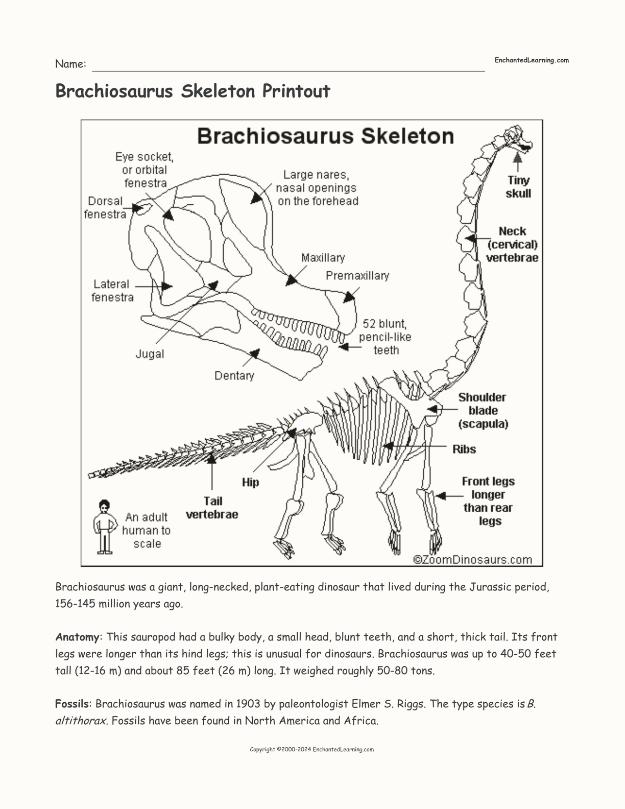 Brachiosaurus Skeleton Printout interactive worksheet page 1