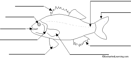 fish anatomy diagram to label