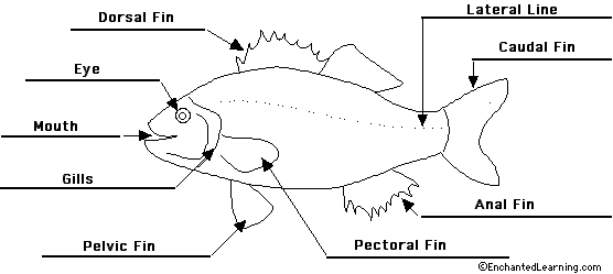 Label the Fish: Anatomy 물고기 해부 연습 eye diagram to label enchanted learning 