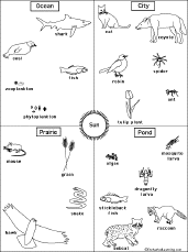 food chain