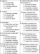 food chains