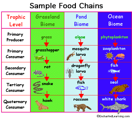 Food Chain: 