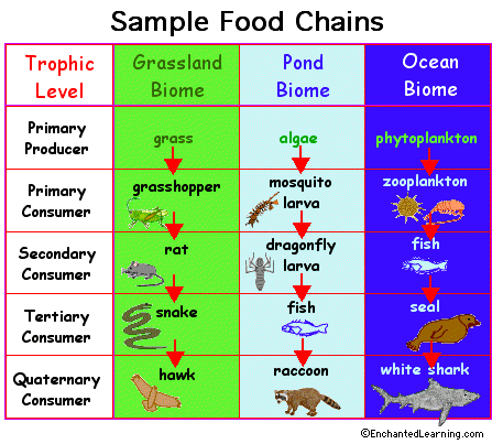 Search result: 'Food Chain: Cloze Activity'