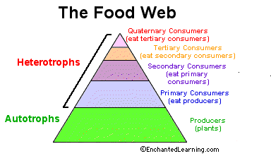 Consumer Animals List