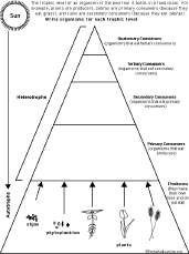 food chains