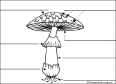 Search result: 'Label Mushroom Diagram Printout'